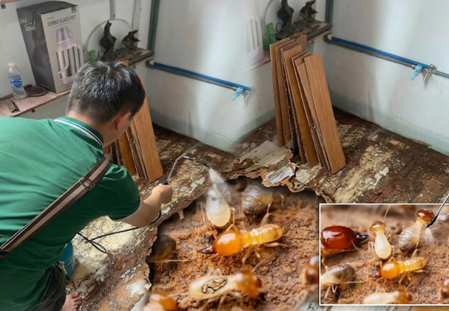Ưu điểm của phương pháp diệt mối sinh học