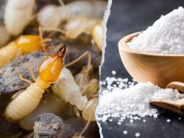 Diệt mối bằng phương pháp dân gian