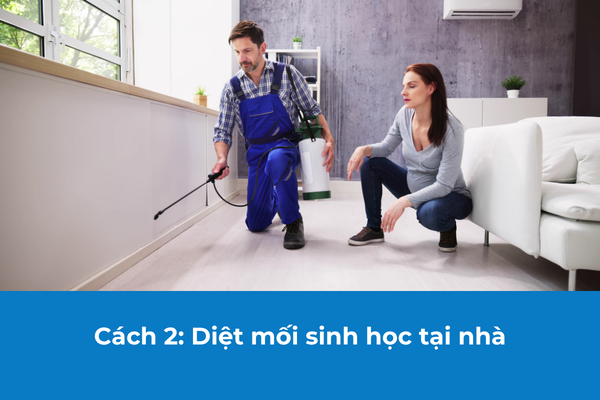 Diệt mối sinh học tại nhà cũng mang lại hiệu quả đáng kể