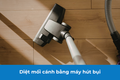 Dùng máy hút bụi để hút mối cánh bay trong nhà