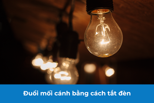 Khi tắt đèn, mối sẽ mất định hướng và có xu hướng bay ra ngoài