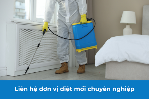 Hãy liên hệ đơn vị chuyên nghiệp để xử lý mối cánh triệt để