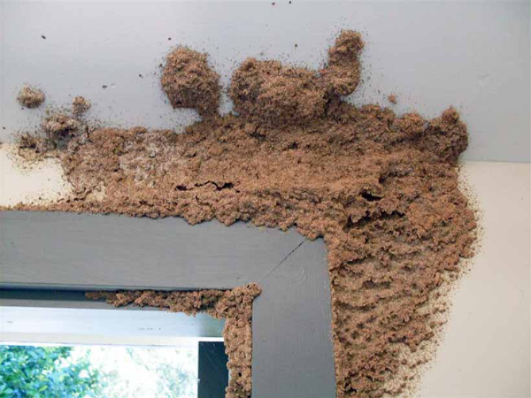 Mối xâm nhập từ hộp kỹ thuật của tòa nhà