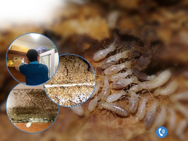 Nên tự mua vật tư, thuốc diệt mối hay thuê dịch vụ?