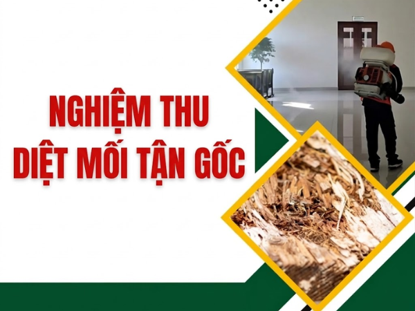 Thu dọn, vệ sinh và đánh giá kết quả diệt mối